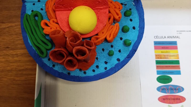 Células eucariotas animales