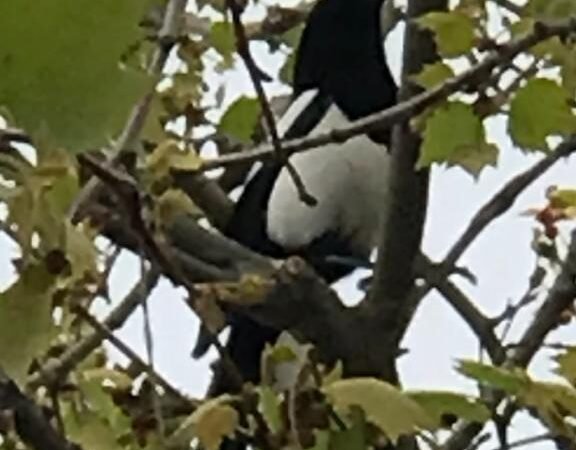 Un travieso despertar