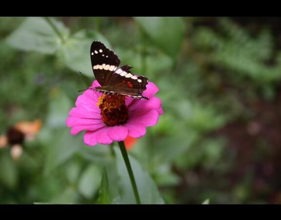 ¡Vuelven las mariposas!