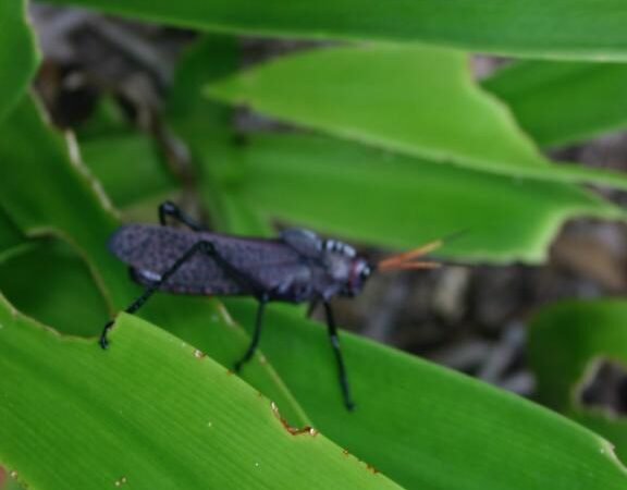 El saltamontes