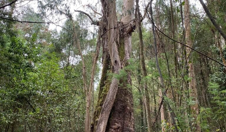 Un bosque encantado