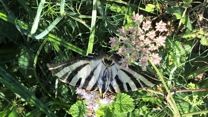 Mariposa