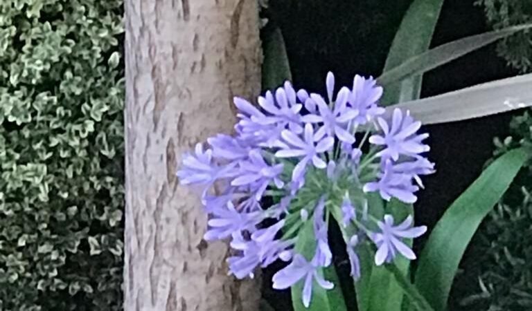 Una singular flor azulada
