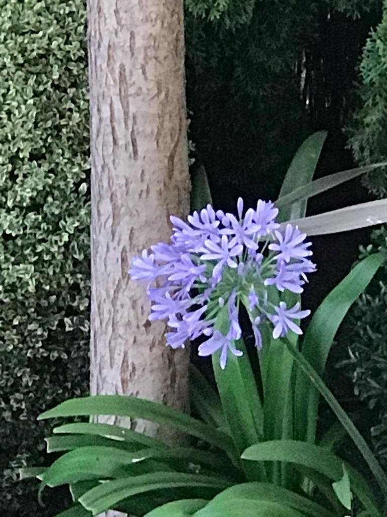 Una singular flor azulada