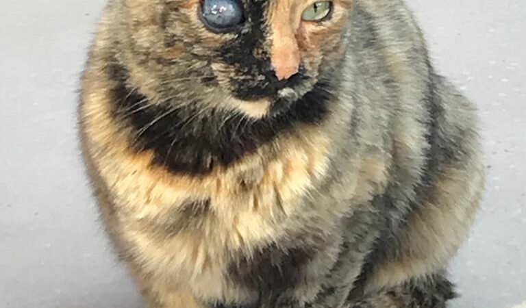 La gata pirata