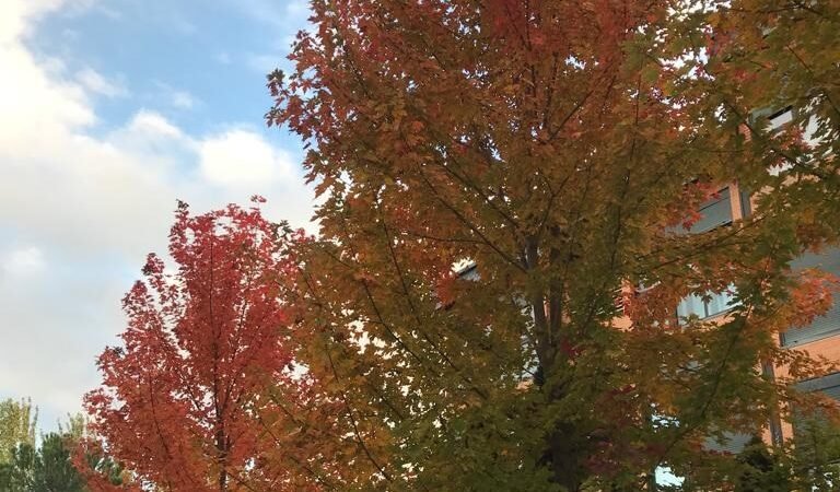 Te asomas al otoño
