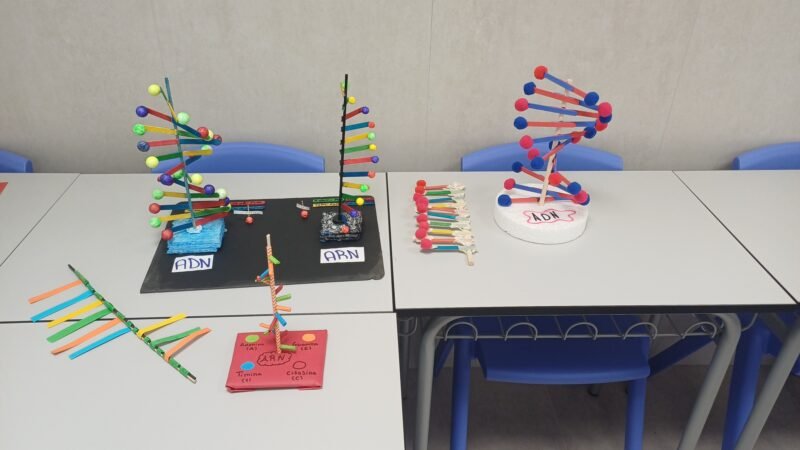 ADN y ARN en Diver II (4º ESO)