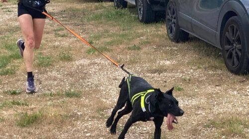 Conectando Huellas 2026